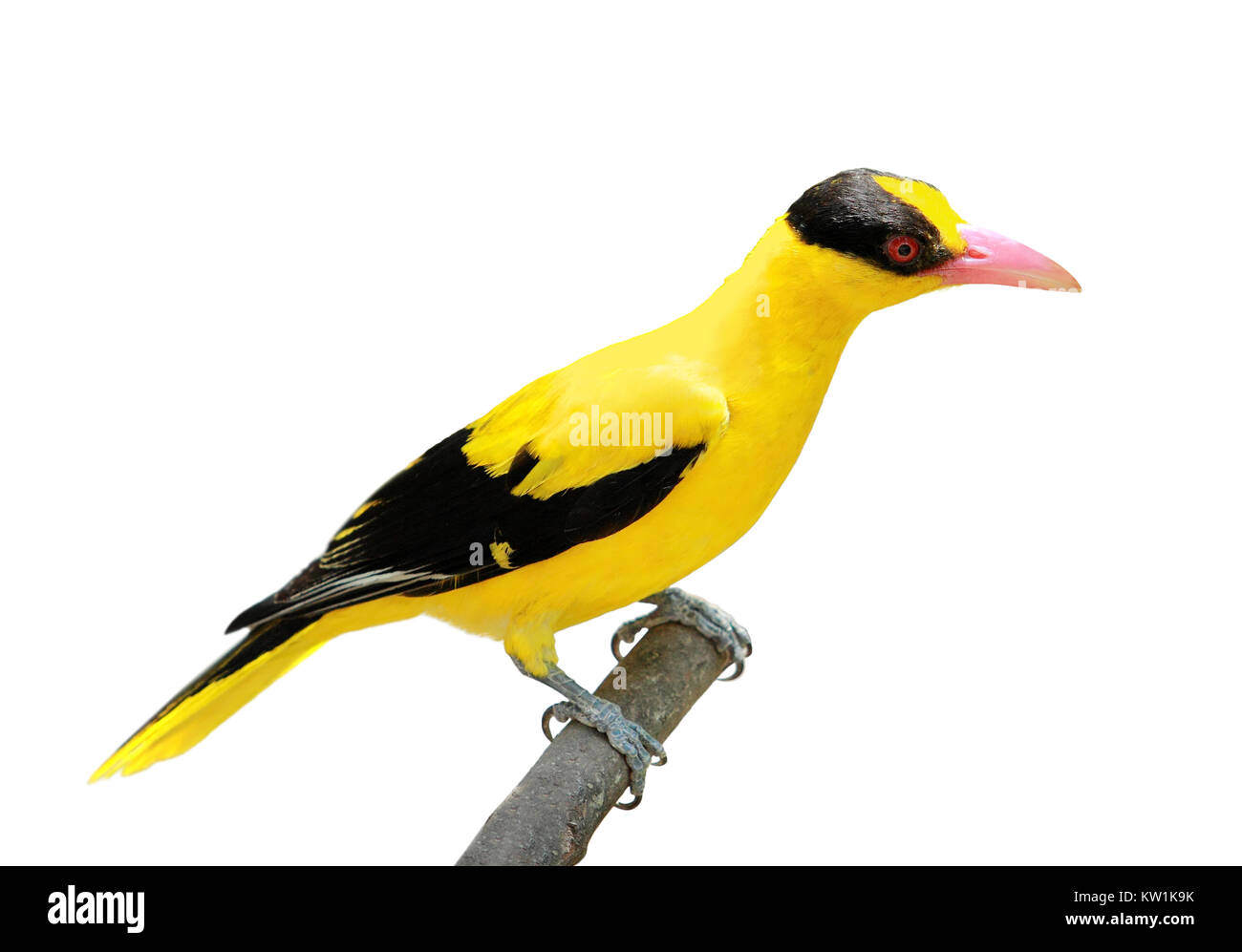 Bright Yellow Bird Stock Photo Alamy