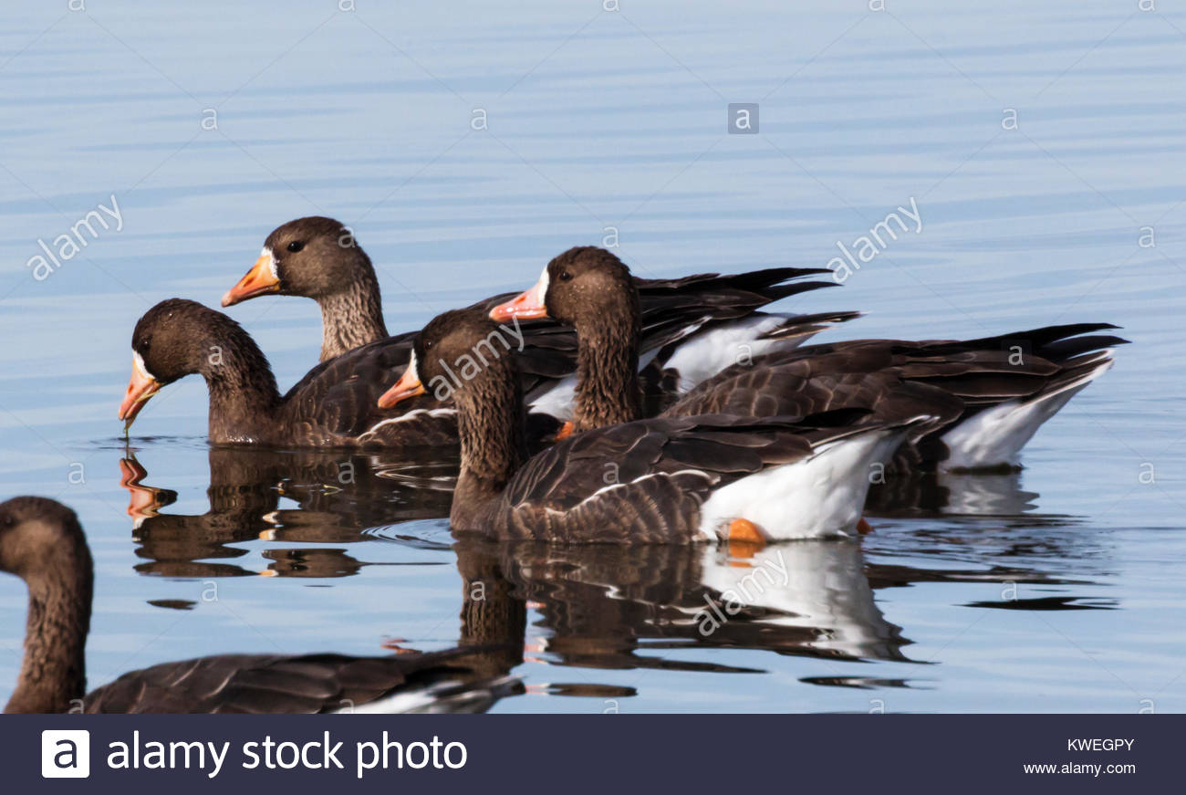 greater-white-fronted-geese-anser-albifrons-swimming-on-pond-in-arizona-KWEGPY.jpg