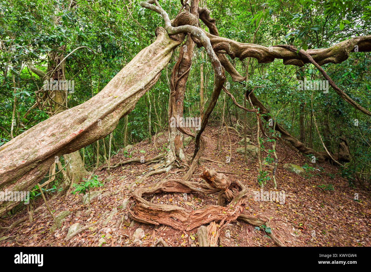 Sri Lanka Udawatta Kele Sanctuary Hi Res Stock Photography And Images