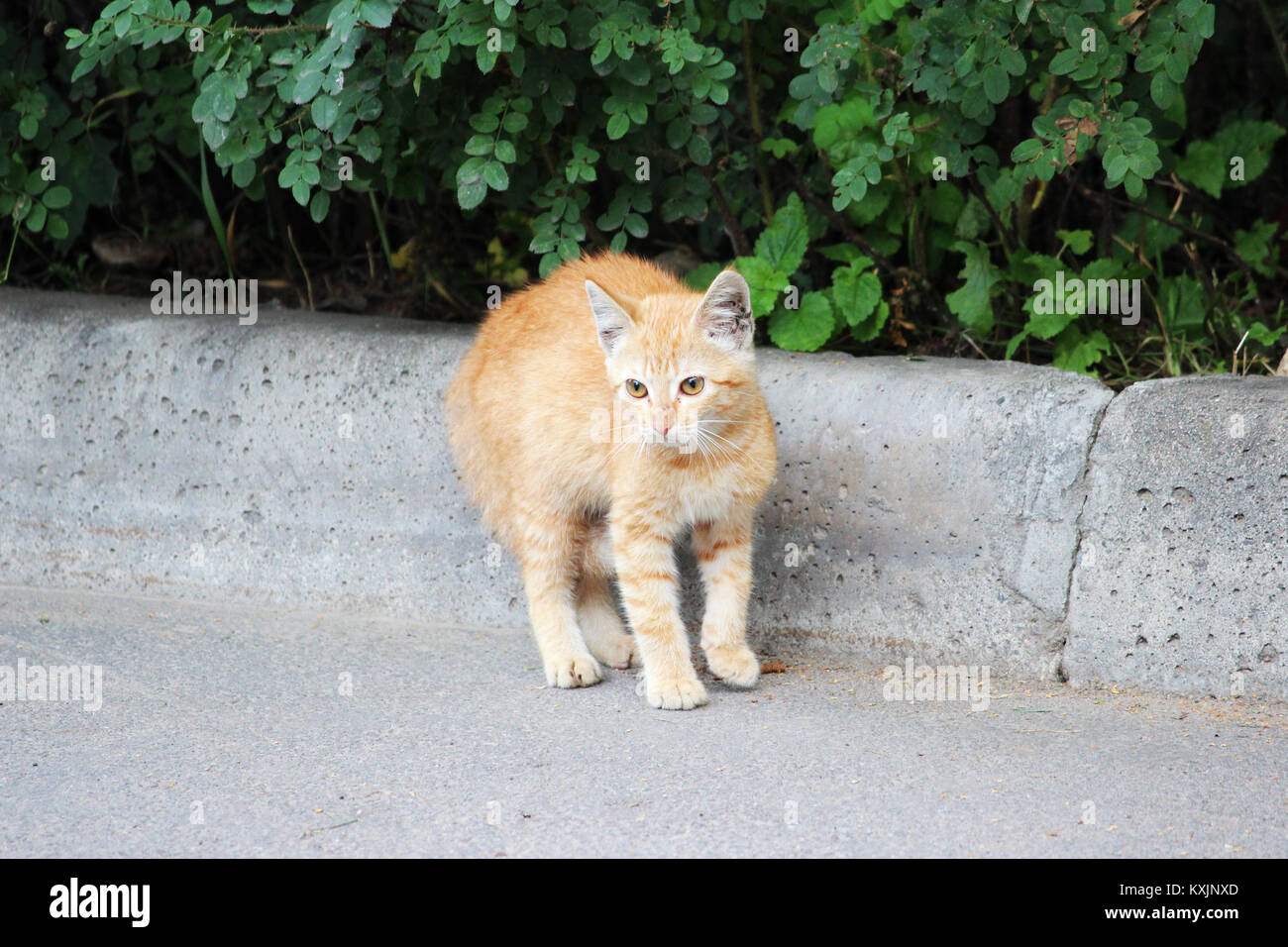 heimatlose Katze Reed Farbe mit Verletzungen