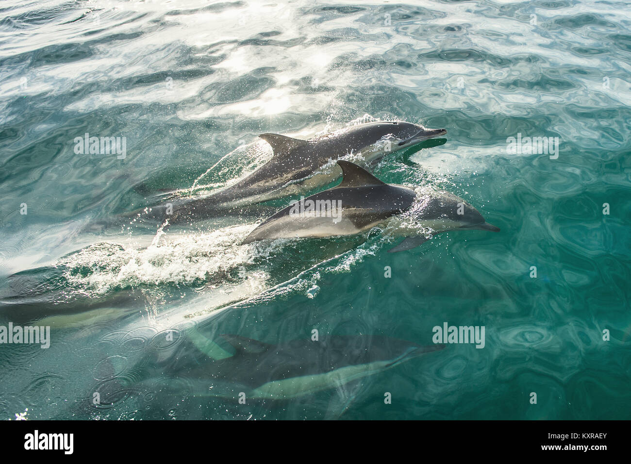 Group Of Dolphins Swimming In The Ocean Dolphins Swim And Jumping