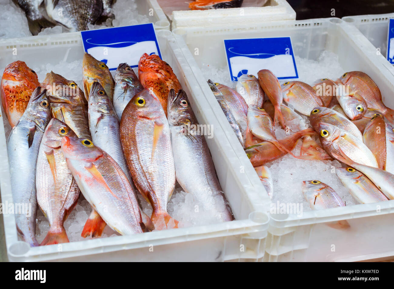 How dorado and sea bass are cooked Recipes and recommendations 10 How dorado and sea bass are cooked Recipes and recommendations 97