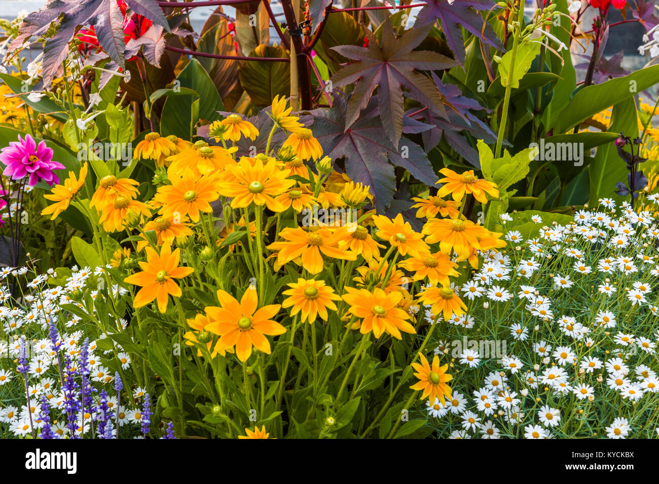 multicolored summer flowers in