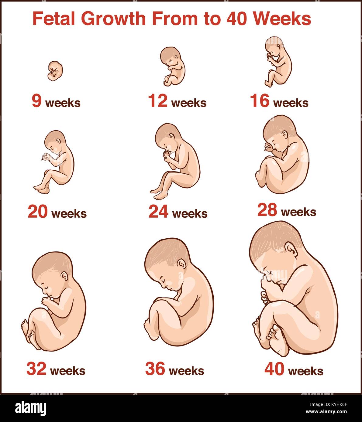 Embryo development. Human fetus growth stages of pregnancy ...