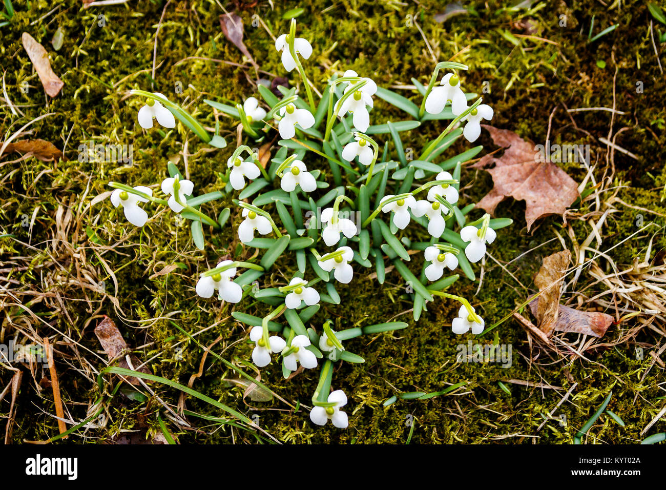 Closeup Shot Of Fresh Common Snowdrops Galanthus Nivalis Blooming In