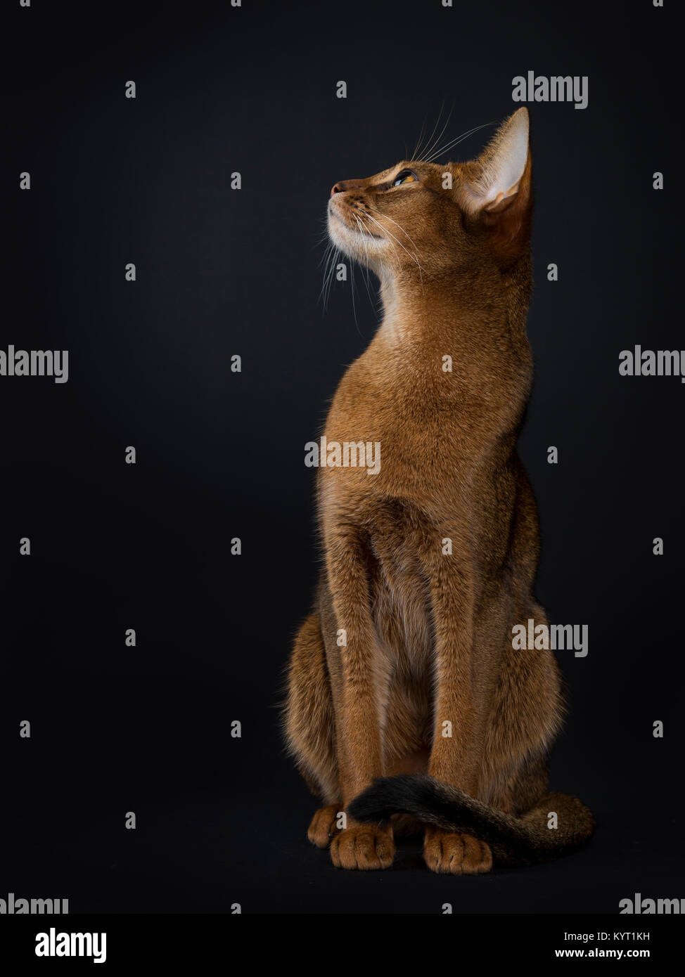 Abyssinian Cat Sitting Stock Photos & Abyssinian Cat Sitting Stock ... Abyssinian Cat Sitting Stock Photos & Abyssinian Cat Sitting Stock ...
