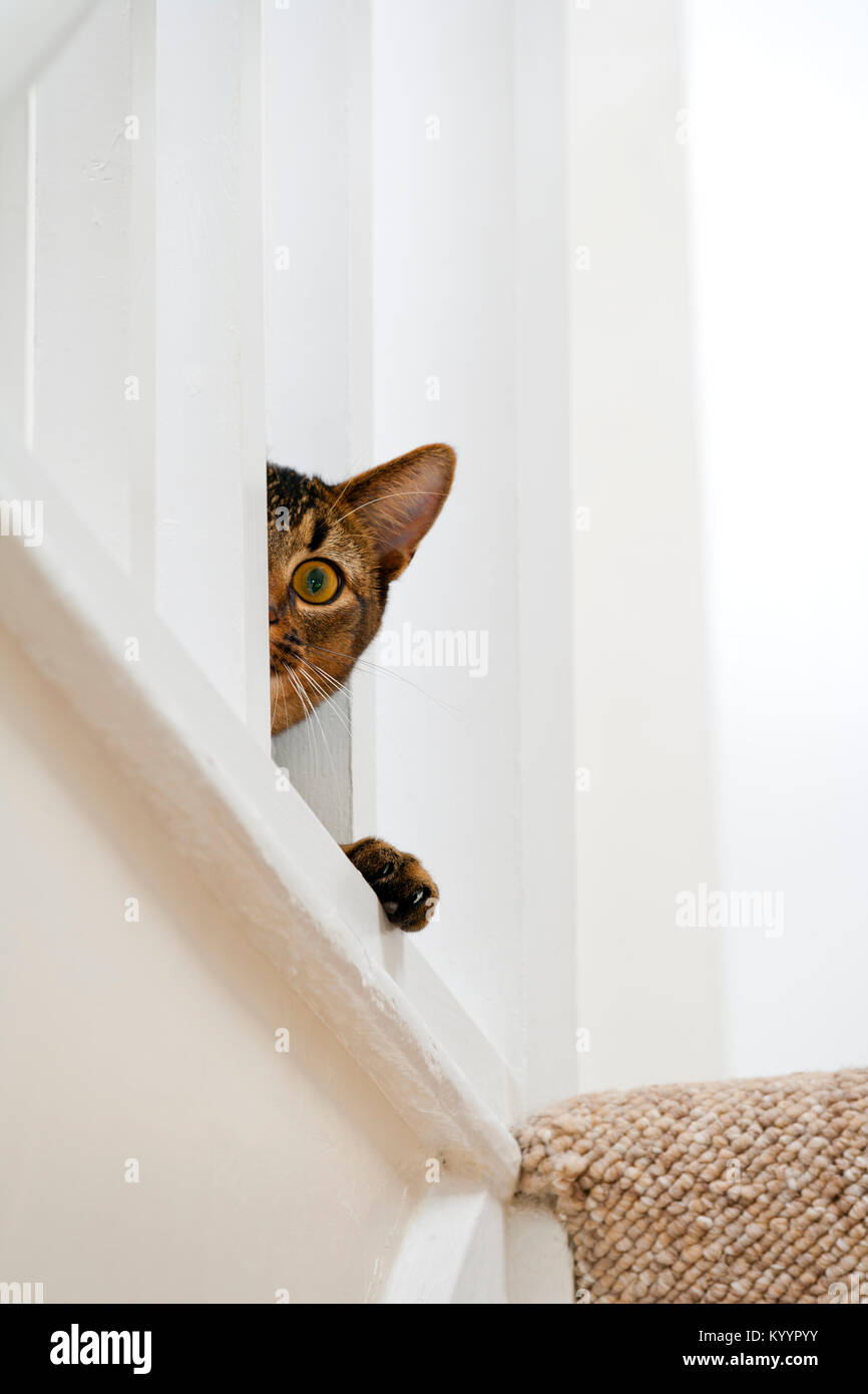 Cute playful wide-eyed part Abyssinian young male cat peers ... Cute playful wide-eyed part Abyssinian young male cat peers ...