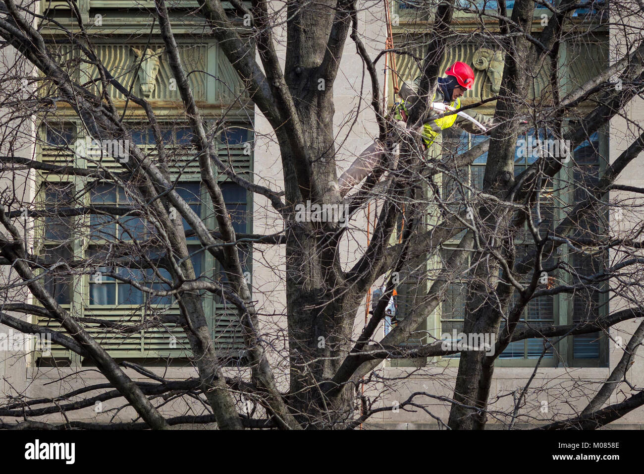 Contractors From Green Tree Landscaping Trim The Trees Outside The Contractors from Green Tree Landscaping trim the trees outside the U.S. Department of Agriculture (USDA) South Building as part of a Departmental Management ... - Contractors From Green Tree Landscaping Trim The Trees Outside The