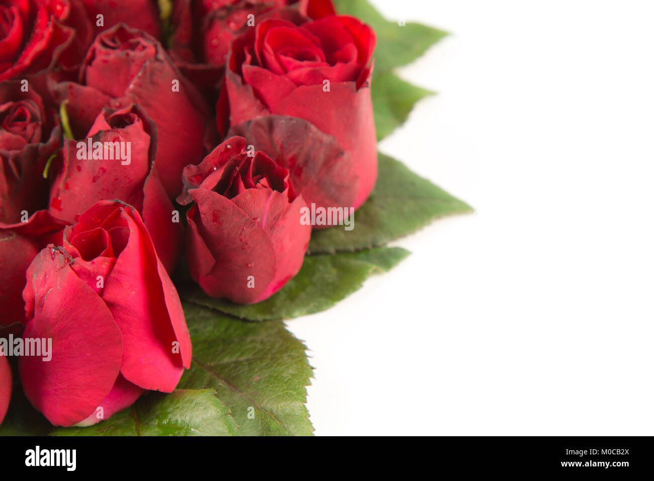 Border Of Fresh Beautiful Red Garden Roses Isolated On White Stock