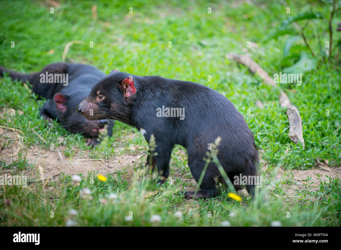 Looney Tunes Cartoon Stock Photos & Looney Tunes Cartoon Stock Images