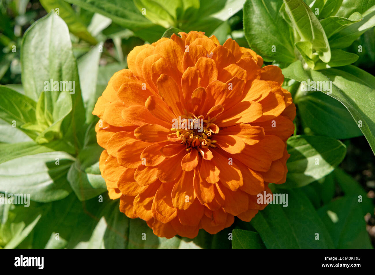 close-up-of-a-bright-orange-flower-in-su