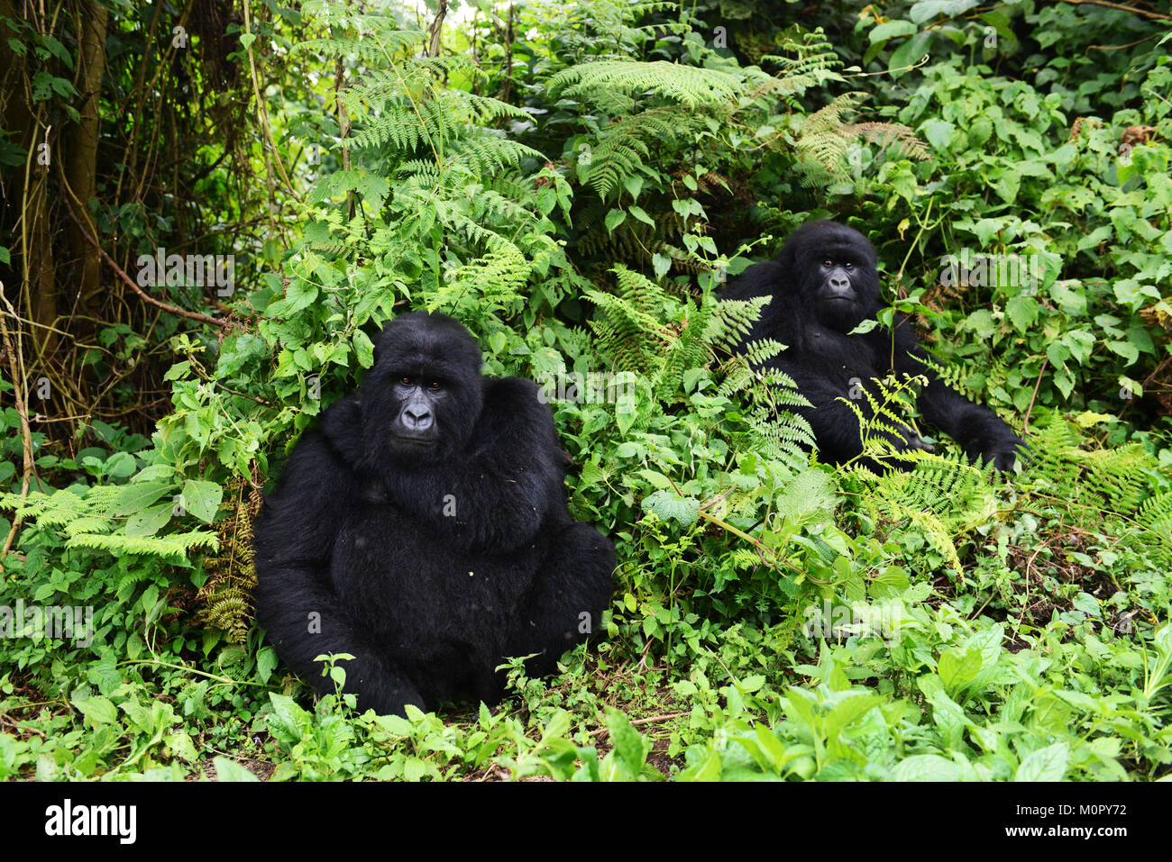 A Mountain Gorilla In Virunga National Park Eastern Congo Stock Photo