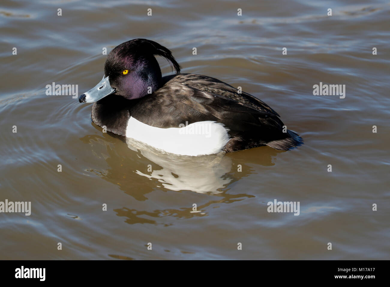 Tufted Duck Aythya Fuligula Stock Photo Alamy