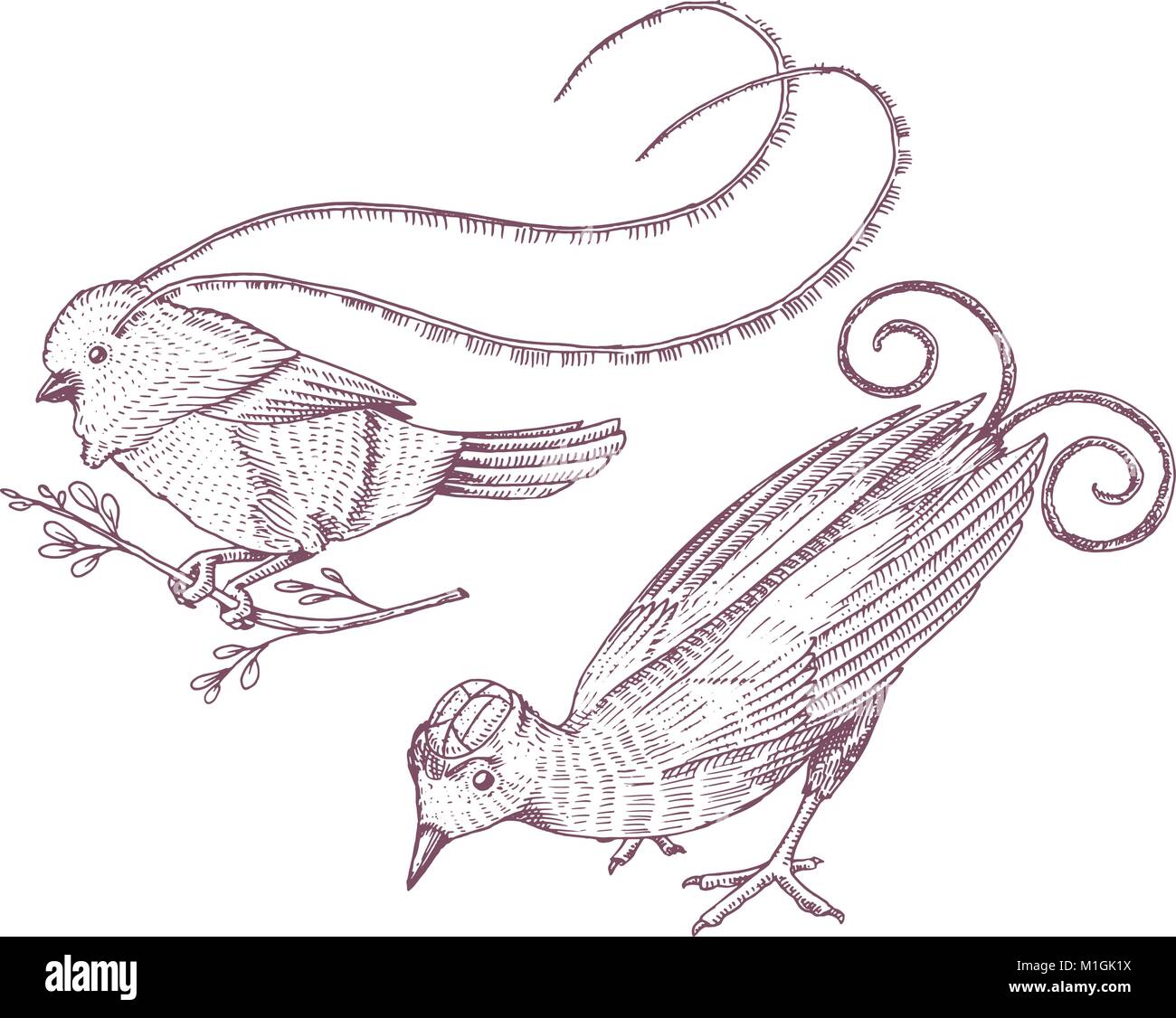 king of saxony bird of paradise stock photos king of saxony bird rh alamy Folk Art Birds Coloring Pages Rainforest Birds Coloring Pages