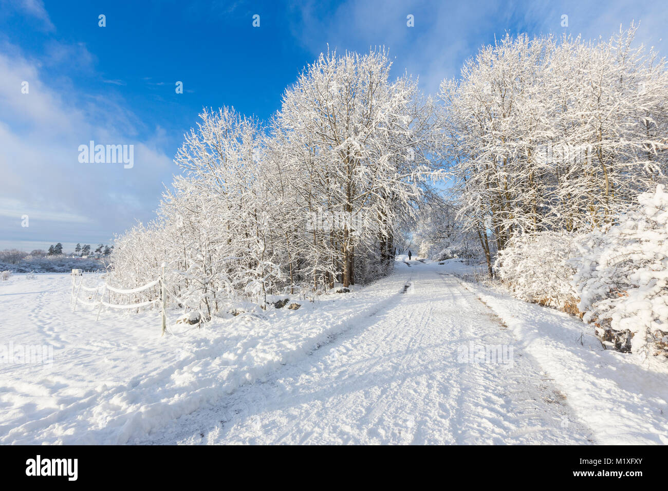 Rural Road Covered In Snow Jarfalla Sweden