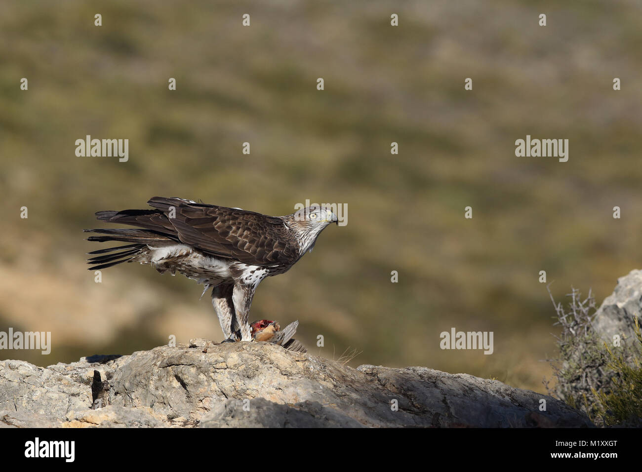 female bald eagle stock photos female bald eagle stock female bald eagle stock photos female bald eagle stock