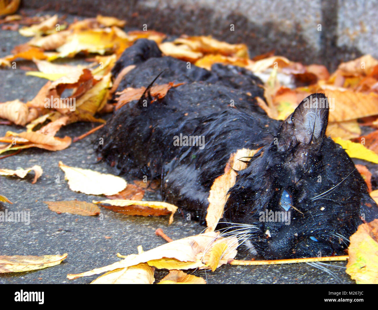 Dead Black Cat On Doorstep Dead Black Cat On Doorstep