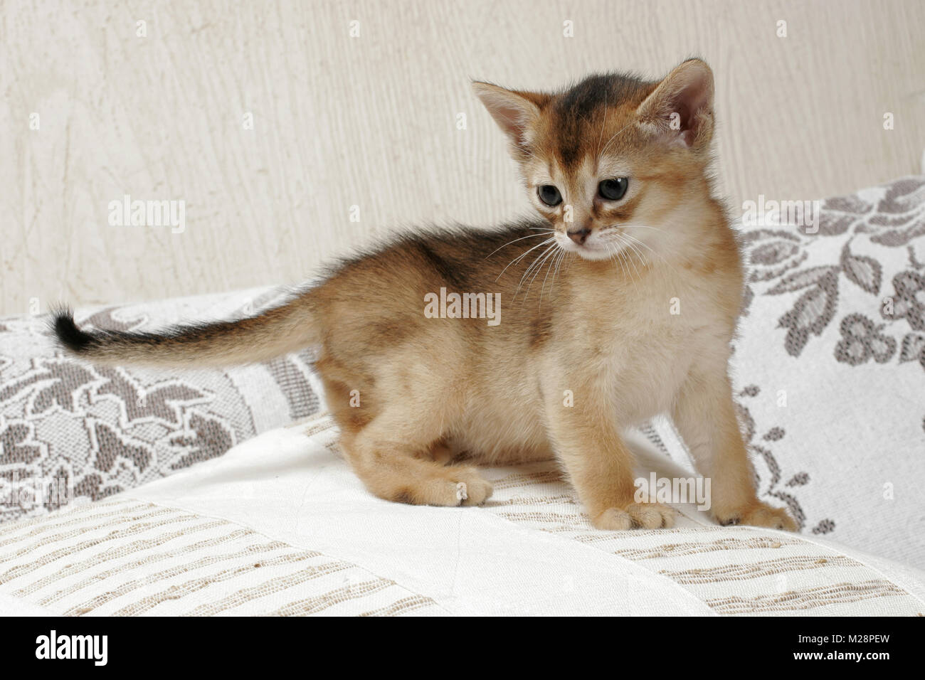 Ruddy Abyssinian Stock Photos & Ruddy Abyssinian Stock Images - Alamy Ruddy Abyssinian Stock Photos & Ruddy Abyssinian Stock Images - Alamy