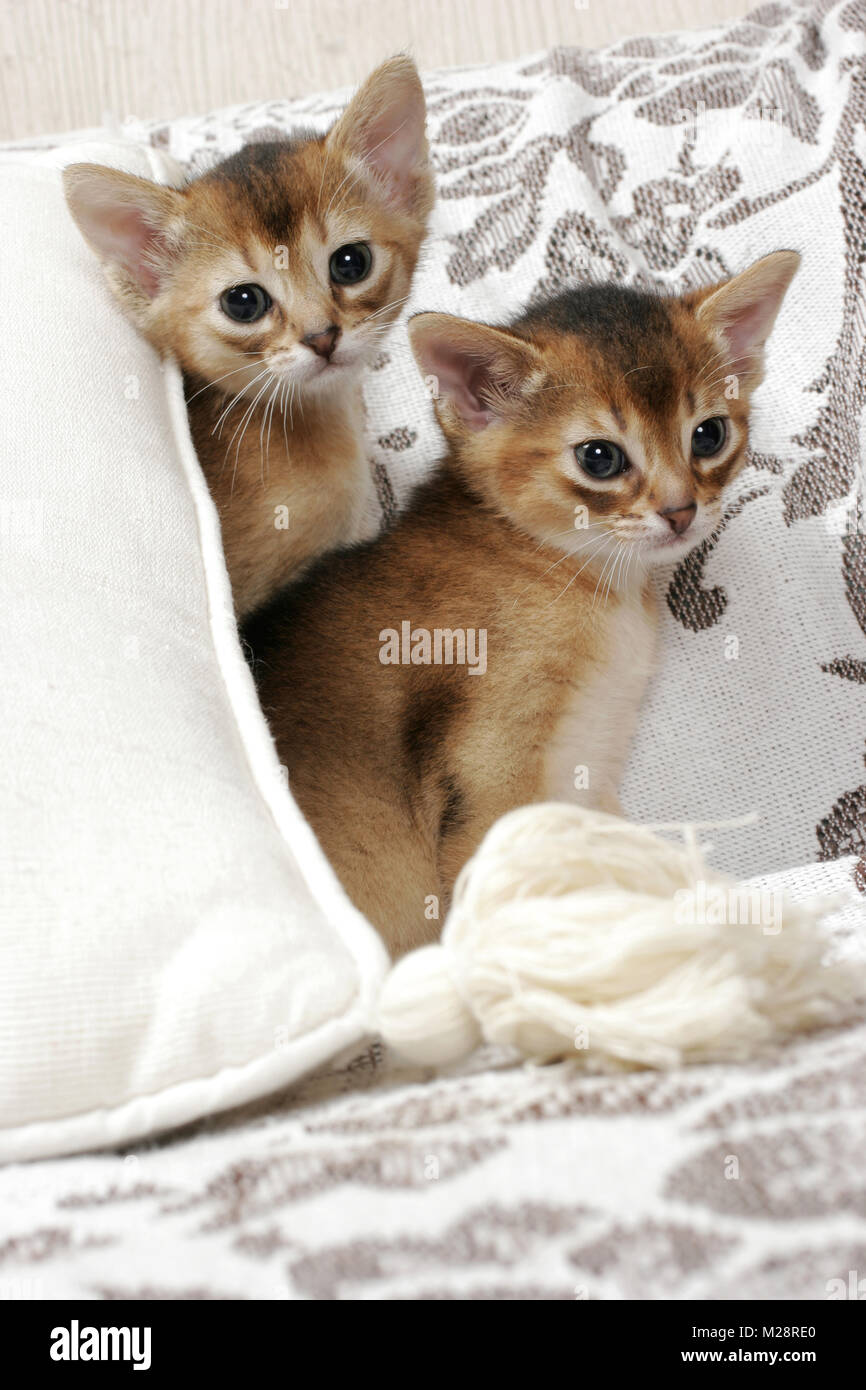Ruddy Abyssinian Stock Photos & Ruddy Abyssinian Stock Images - Alamy Ruddy Abyssinian Stock Photos & Ruddy Abyssinian Stock Images - Alamy