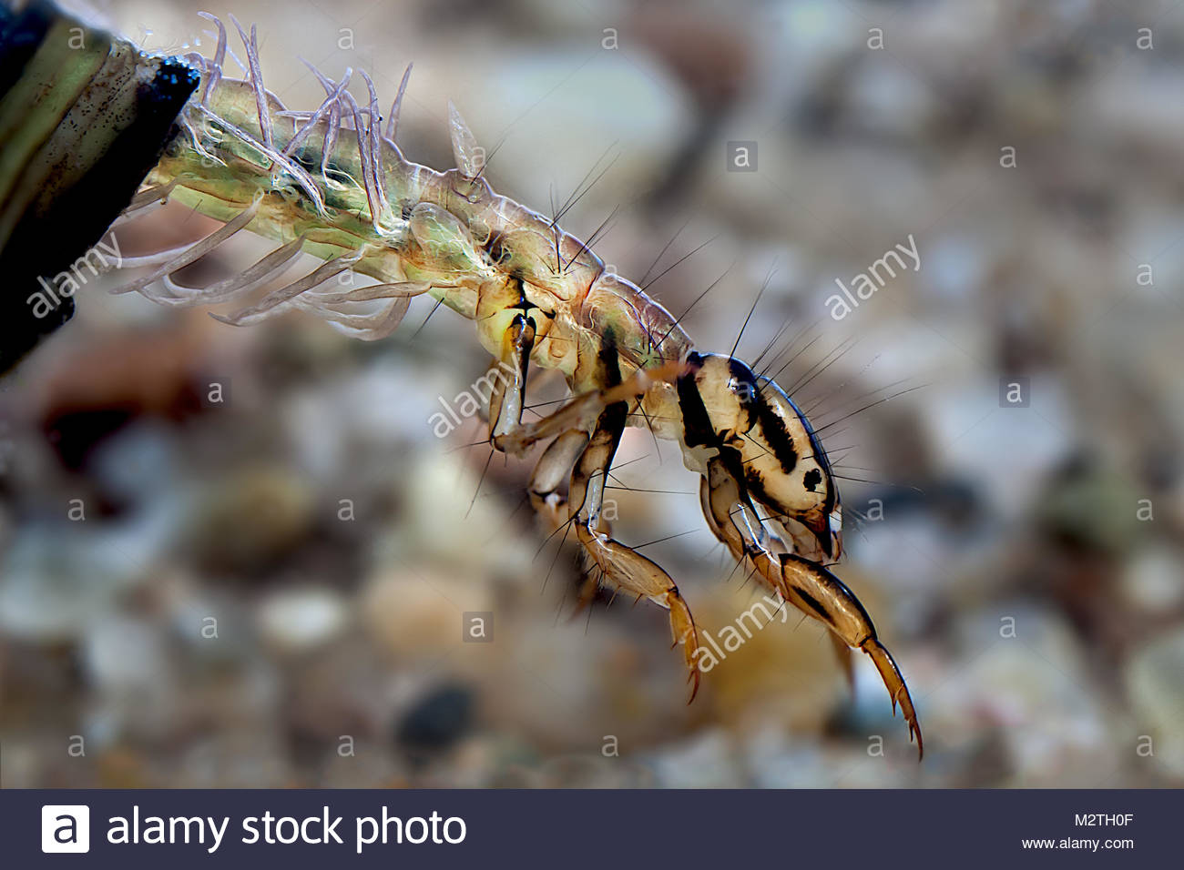 Caddis Fly Larva Stock Photos & Caddis Fly Larva Stock Images Alamy