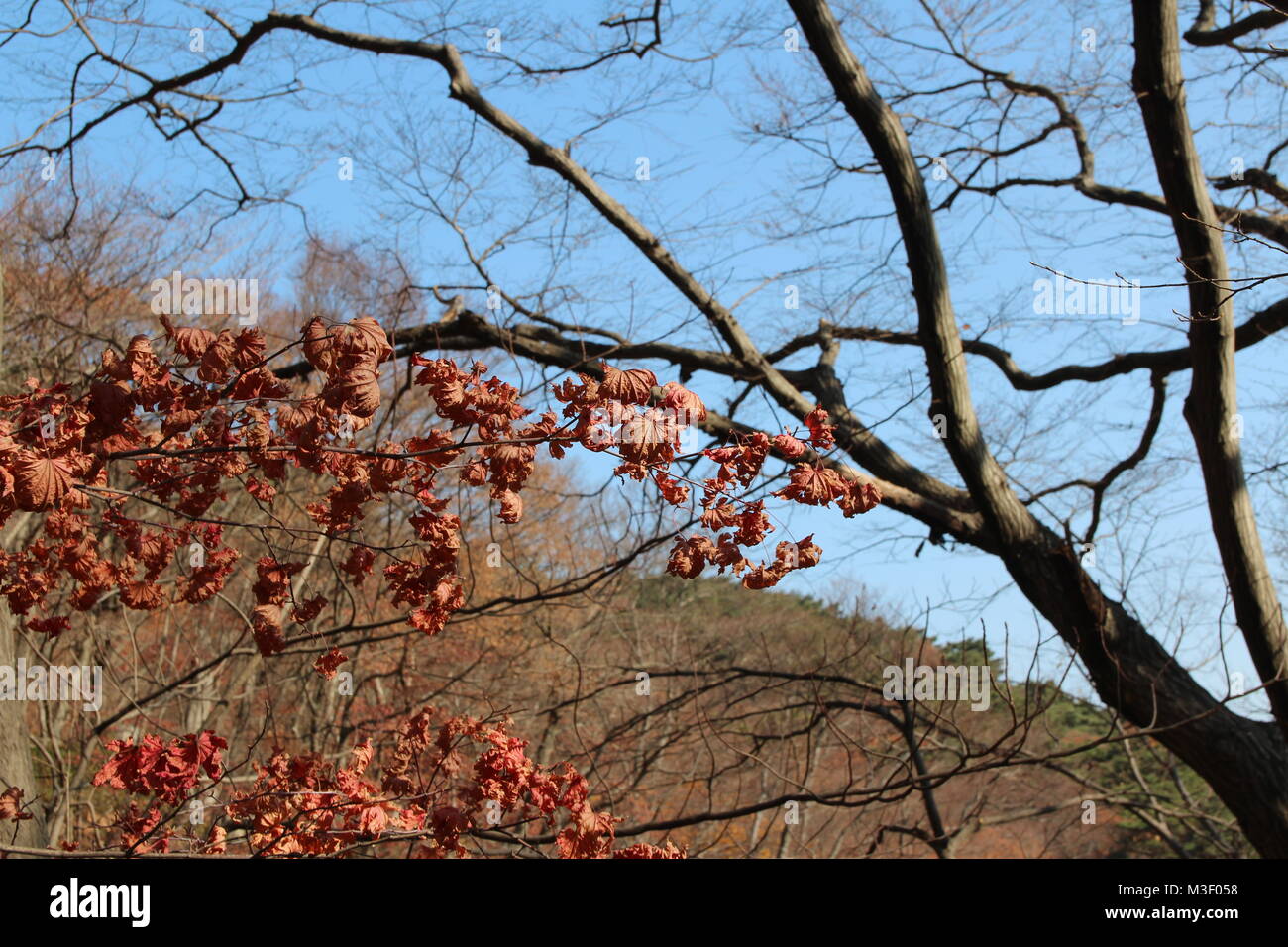 maple tree leaves curling curling up leaves stock photos curling up leaves stock images alamy maple tree leaves curling curling up leaves stock photos curling up leaves stock images alamy