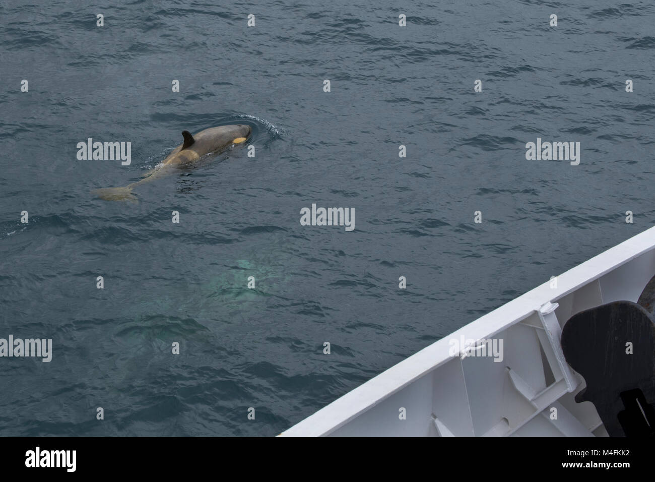 Antarctica South Shetland Islands Killer Whale Orcinus Orca Near