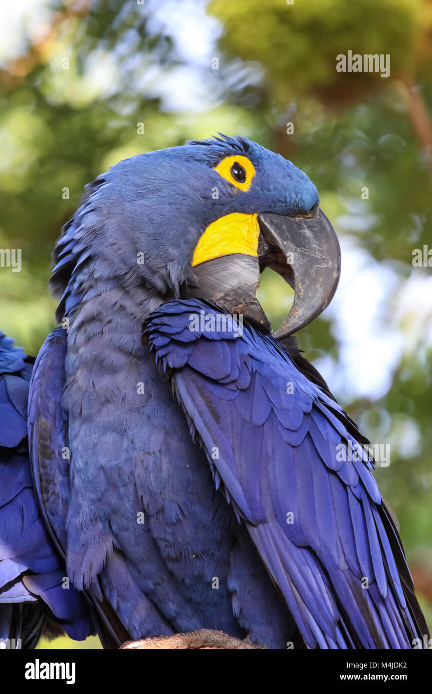 portrait of an impressive hyacinth macaw profilepantanal brazil