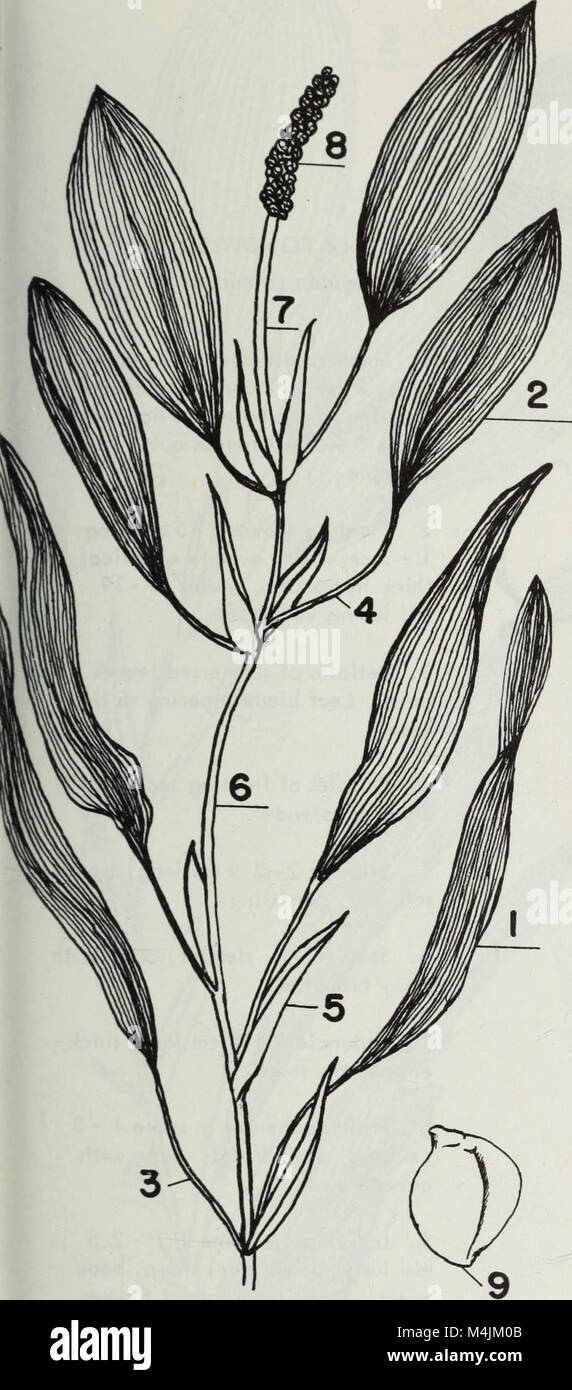 aquatic plants of illinois