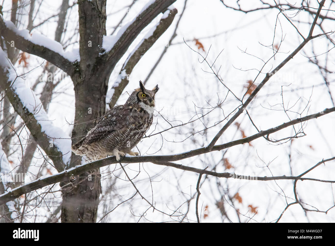 Great Horned Owl Bubo Virginianus In Winter Storm Stock Photo Alamy