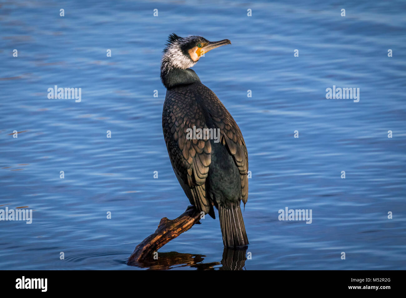 Adult Great Cormorant Hi Res Stock Photography And Images Alamy