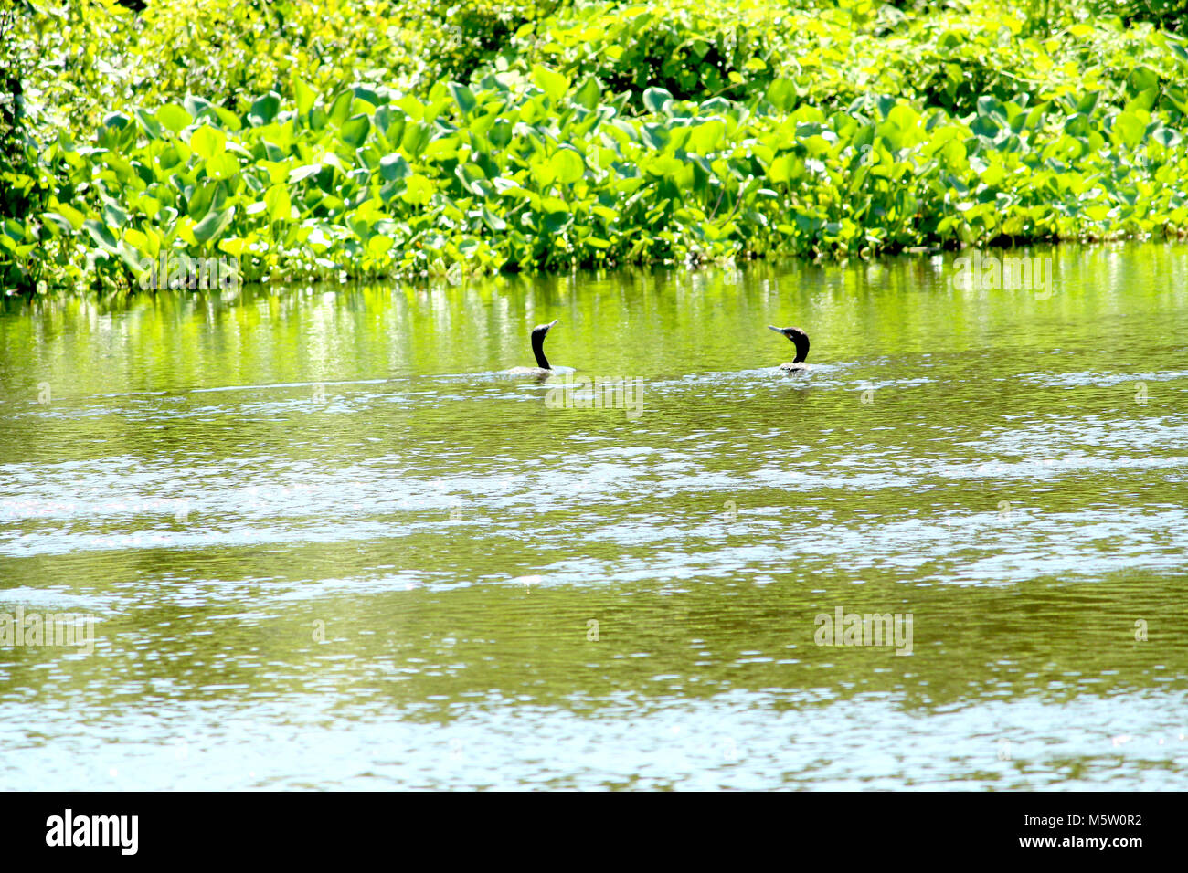 Patos Silvestres Hi Res Stock Photography And Images Alamy