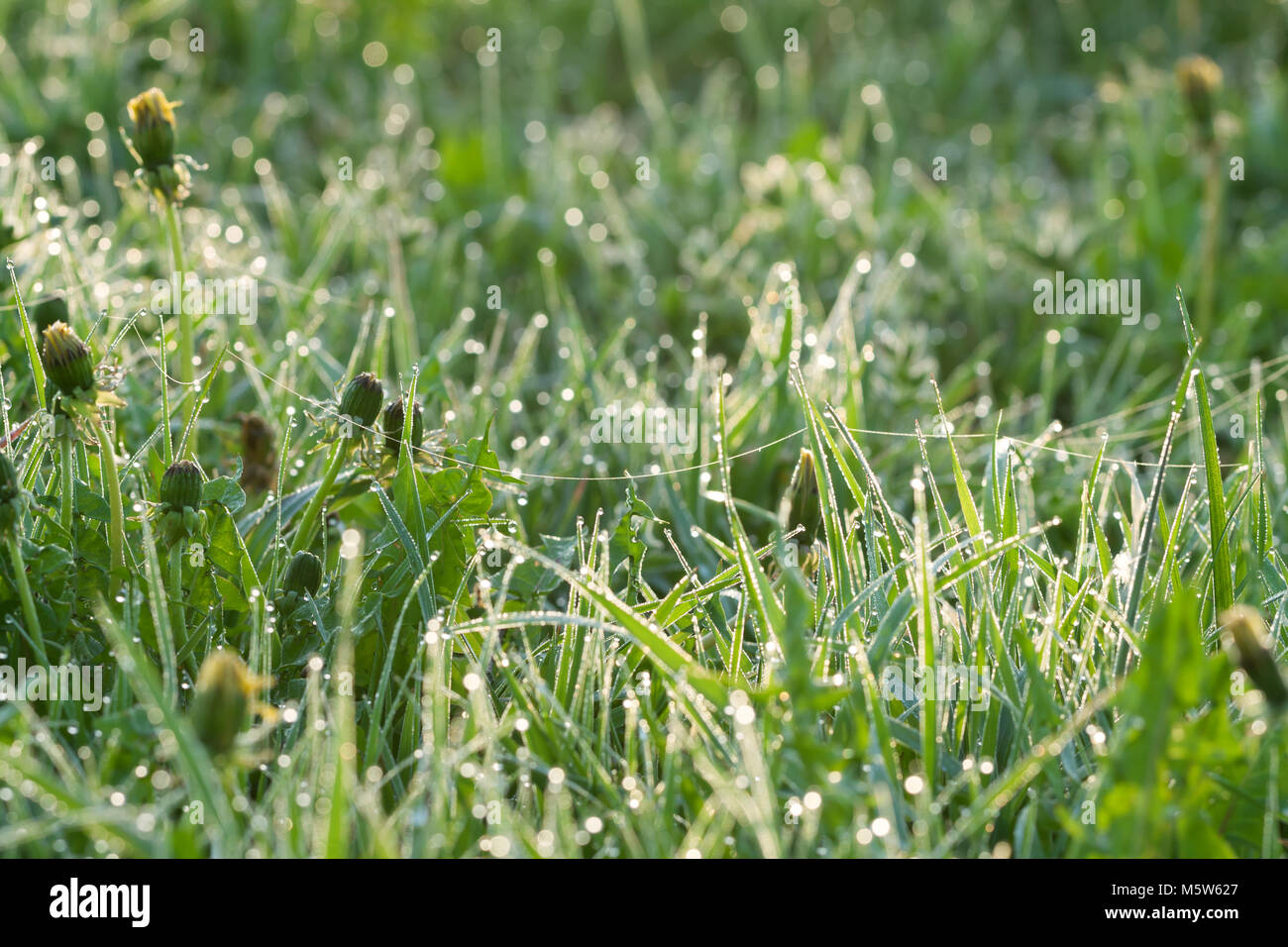Now Shines the Dew