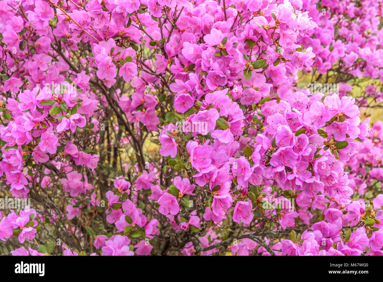 Bright Floral Background With Purple Flowers Ledebur Rhododendron With