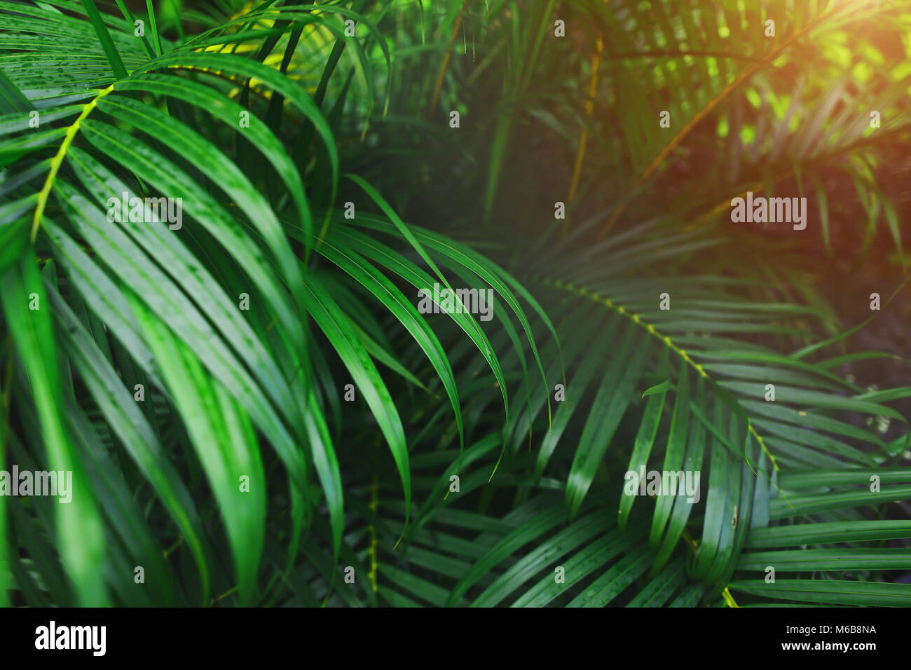 Bright Green Palm Leaves With Tropical Sunlight Wallpaper In Exotic Endless Summer Country Bright Green Palm Leaves With Tropical Sunlight Wallpaper In Exotic Endless Summer Country