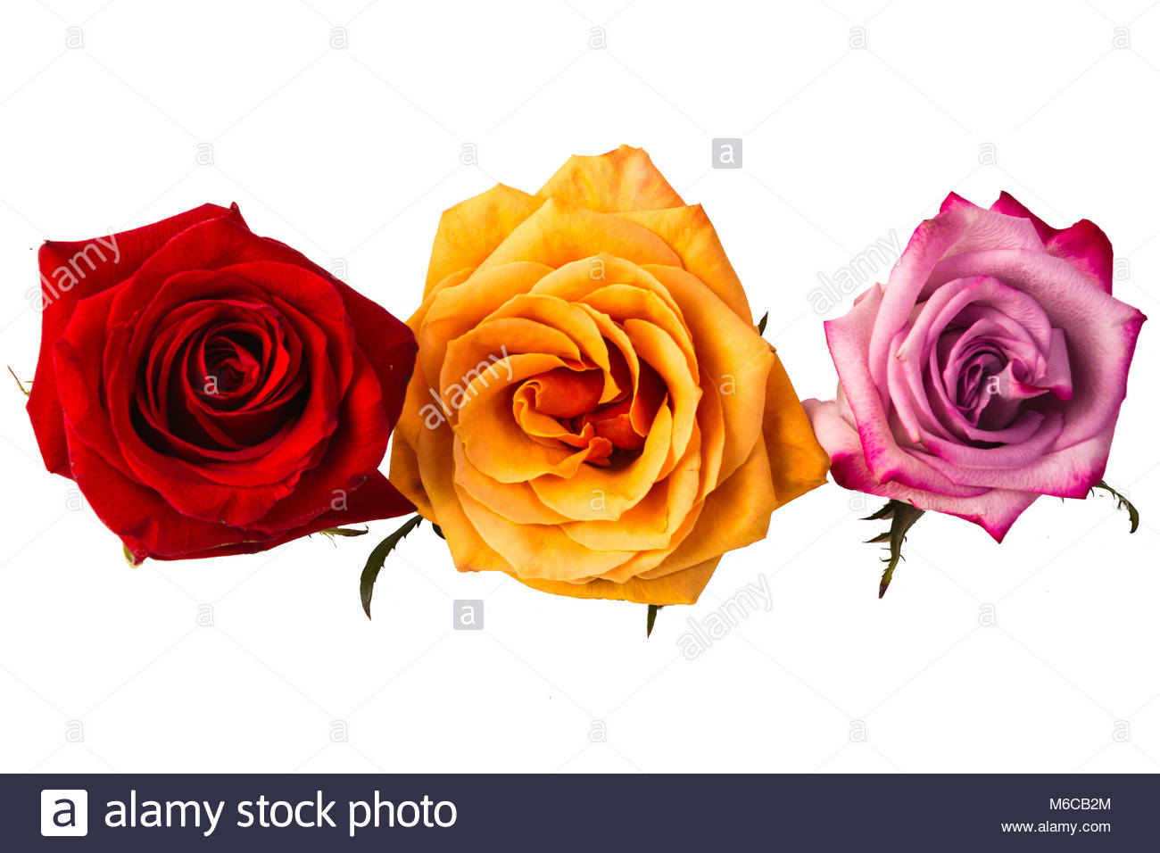 Three Buds Of Roses Of Different Colors On A White Background