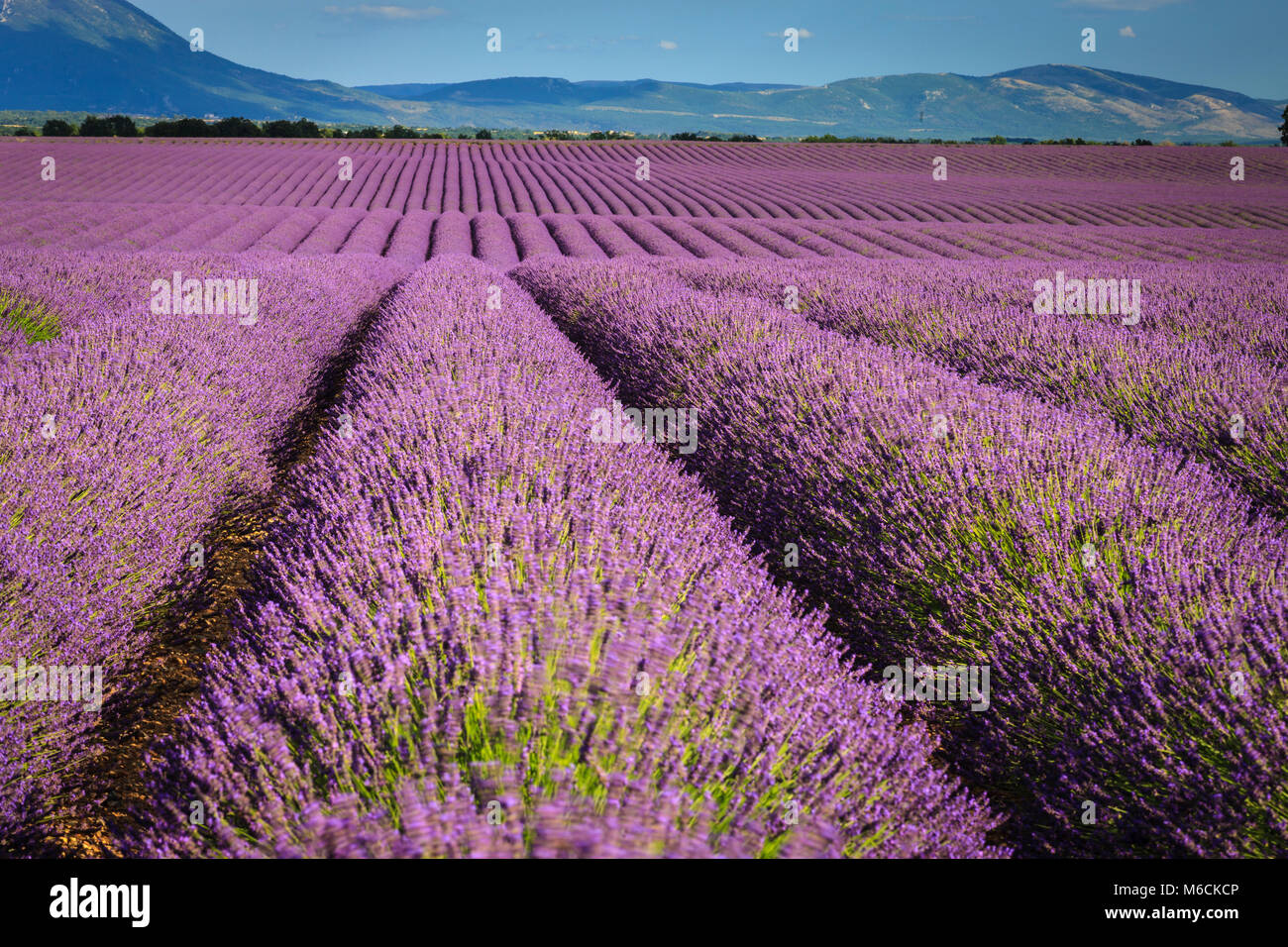 Lavender Fields Puimoisson Valensole Plateau Forcalquier Alpes De Haute