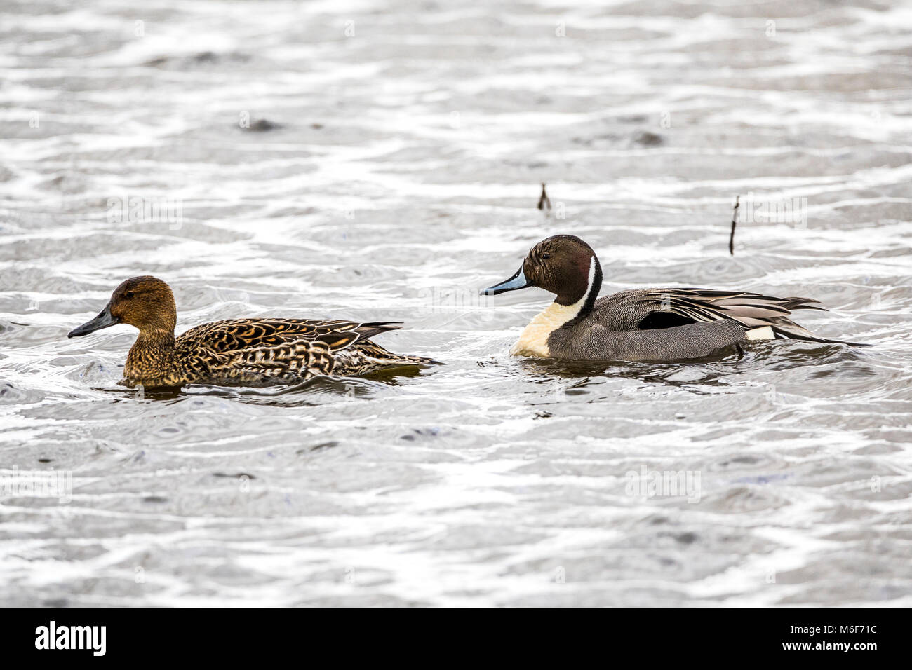 Colusa National Wildlife Refuge High Resolution Stock Photography And