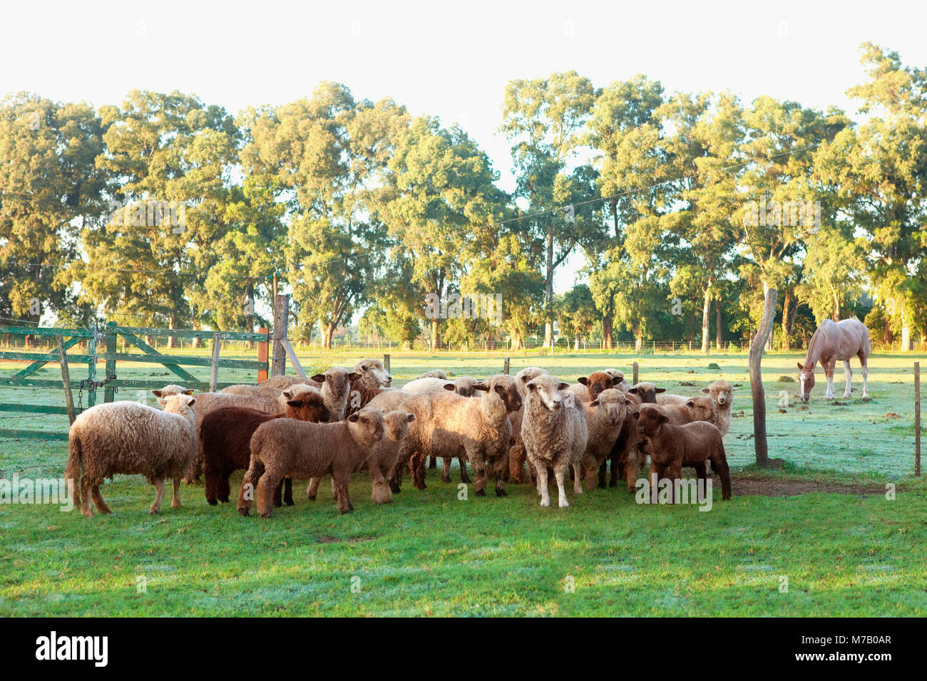 Flock Of Sheep In A Corral Stock Photo Alamy