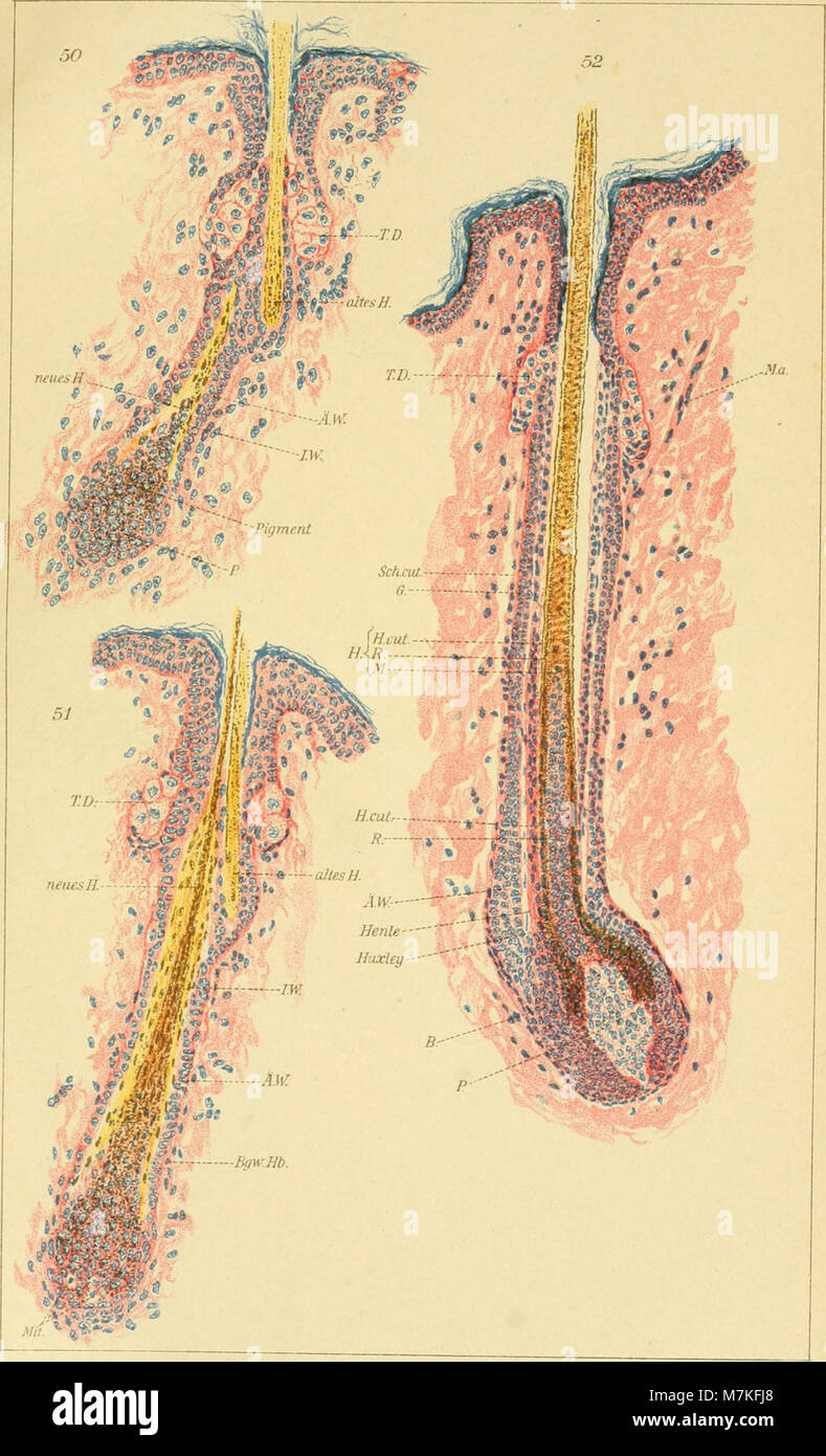 Archiv F R Mikroskopische Anatomie Stock Photo Alamy