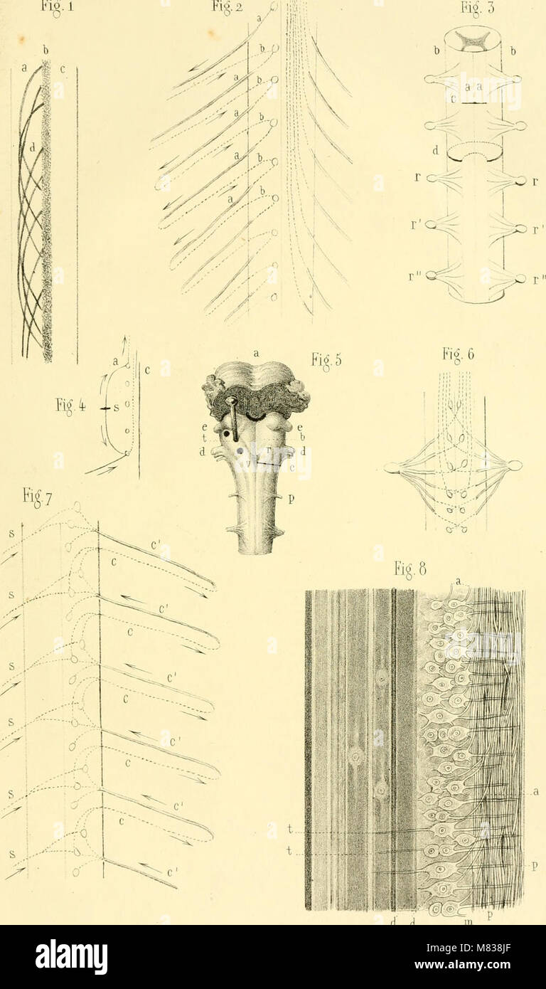 Comptes rendus des séances de la Société de biologie et de ses filiales