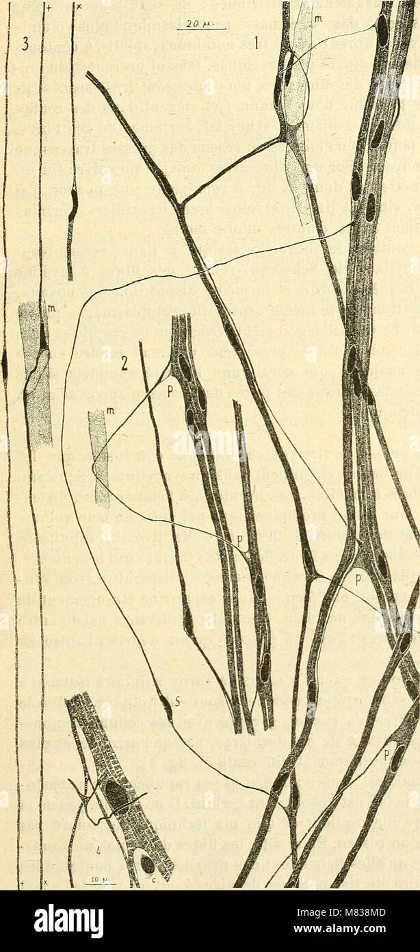 Comptes rendus des séances de la Société de biologie et de ses filiales