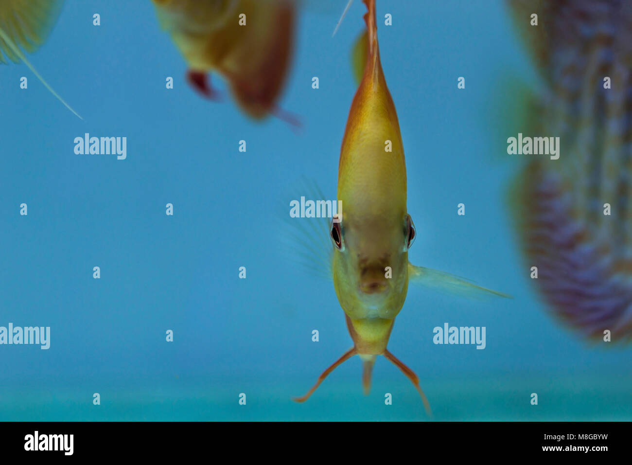 discus fish aquarium discus