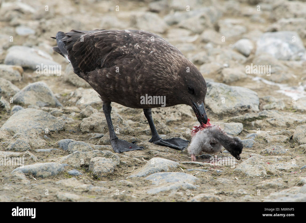 A Brown skua kills and eats an Adelie penguin chick in Antarctica Stock