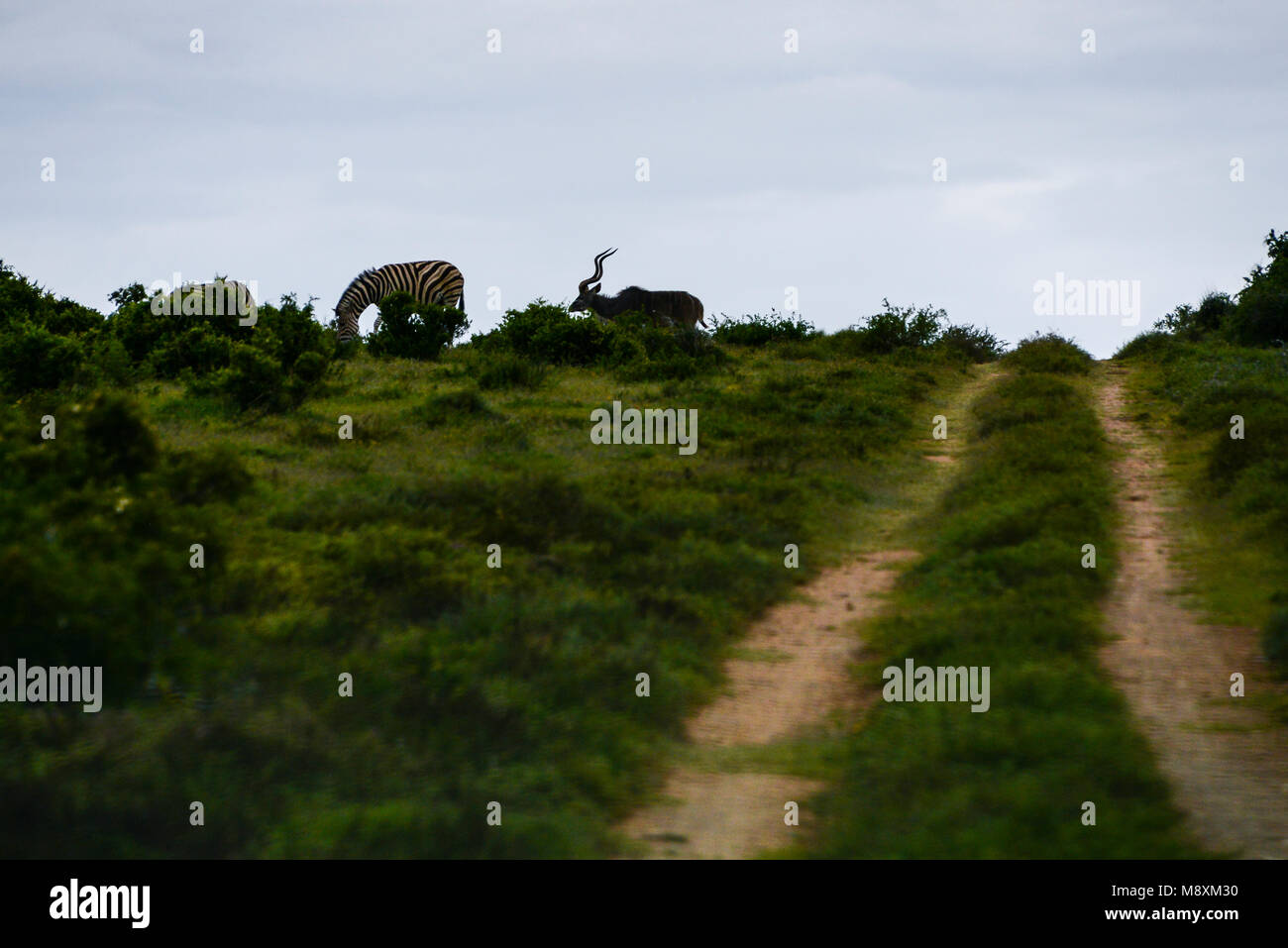 A Plains Zebra Equus Quagga And A Male Greater Kudu Tragelaphus