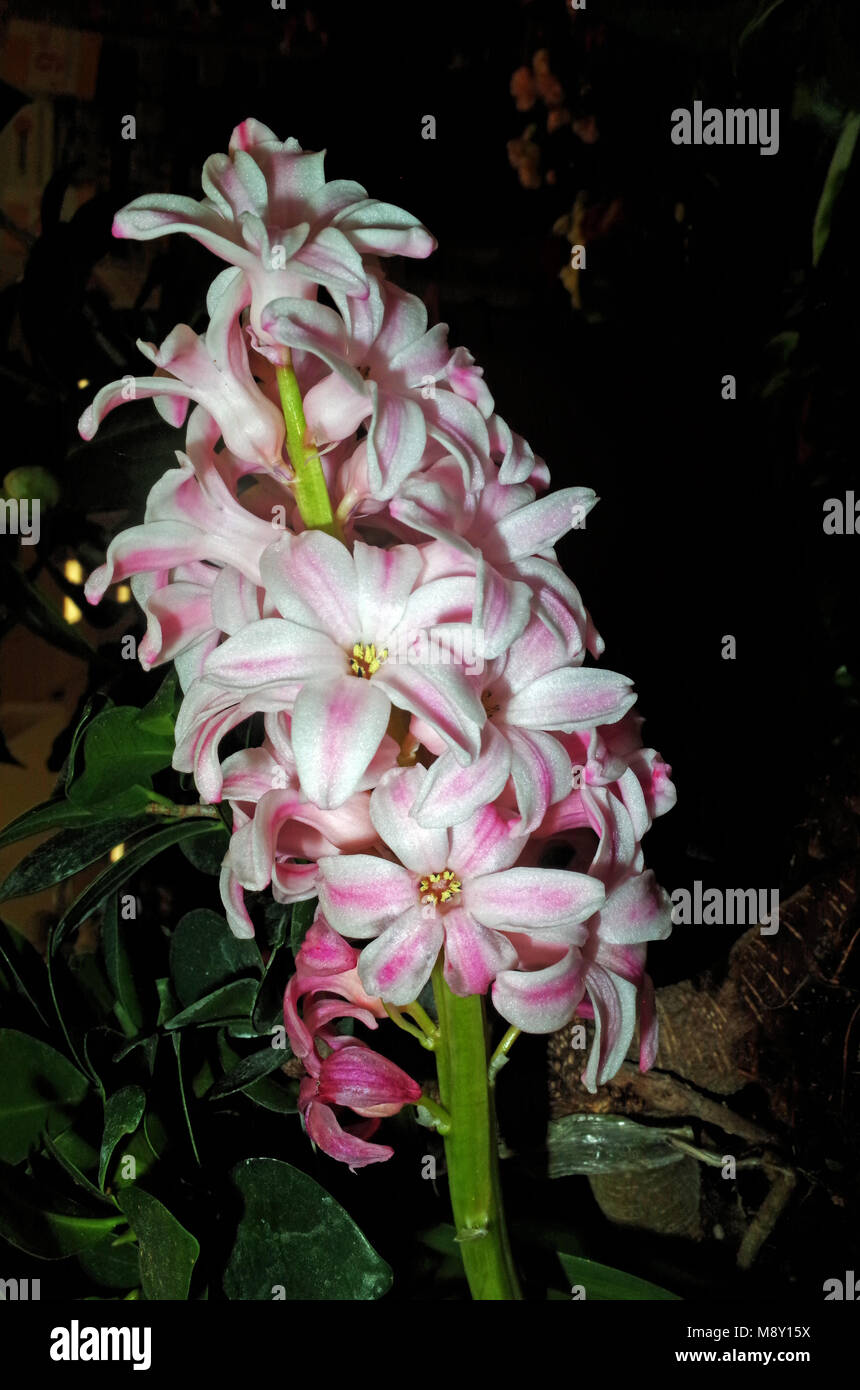 Hyacinthus Orientalis Close Up Stock Photo Alamy