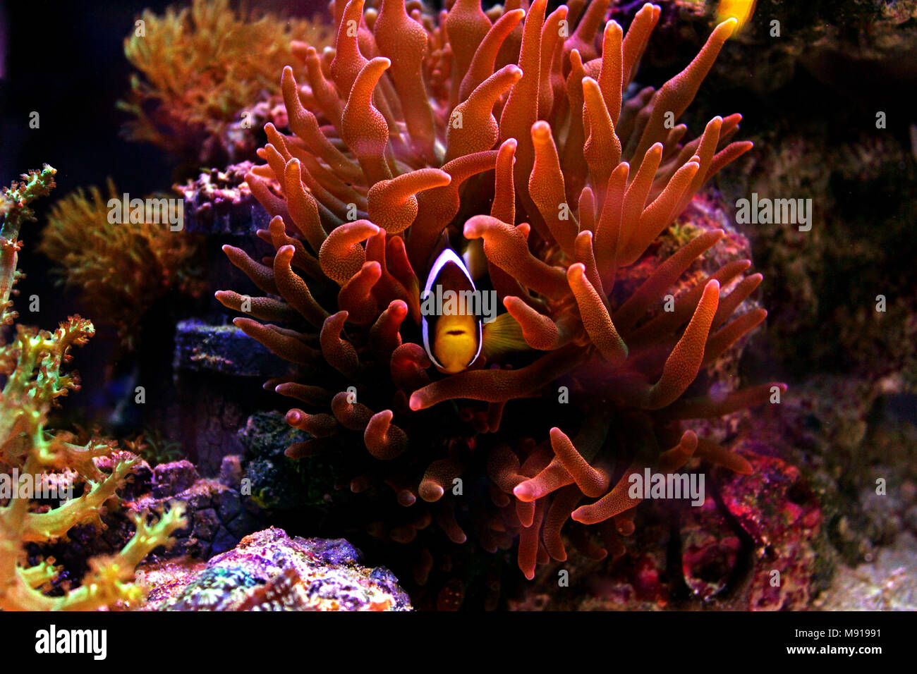 clarkii clownfish amphiprion clarkii
