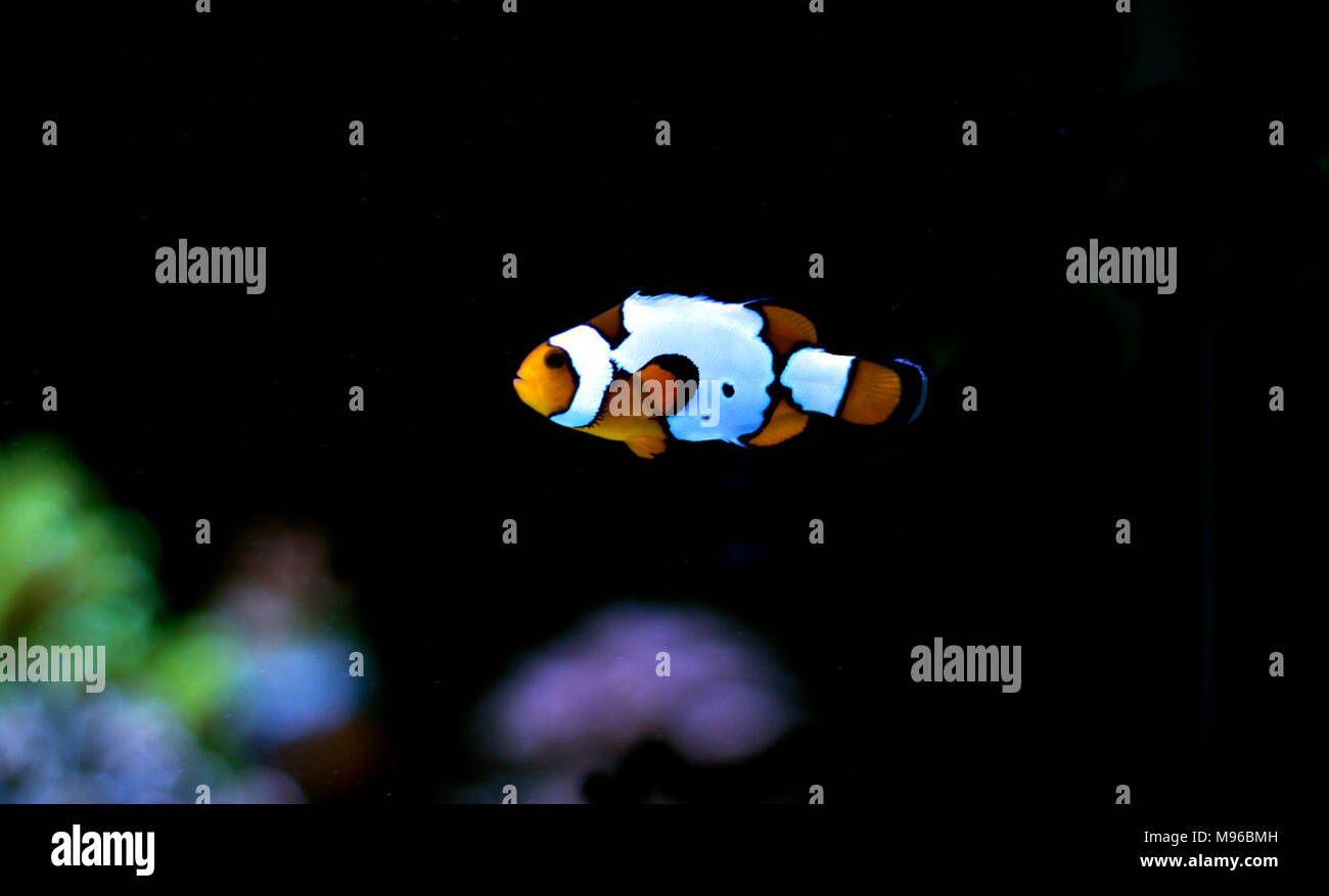 Clownfish The Most Popular Saltwater Fish In Aquariums Stock Photo Alamy