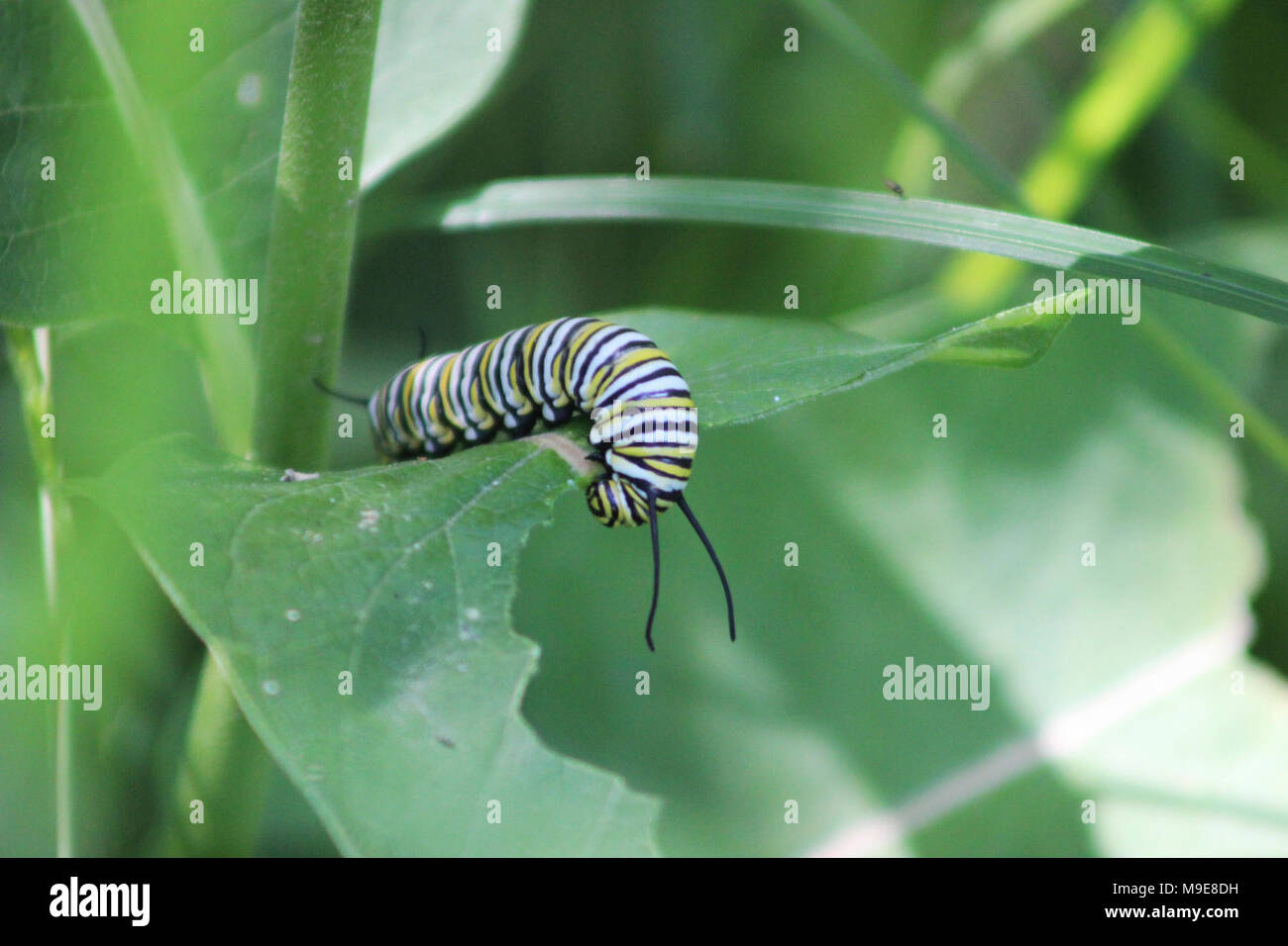 Monarch Caterpillar On Common Milkweed Stock Photo Alamy