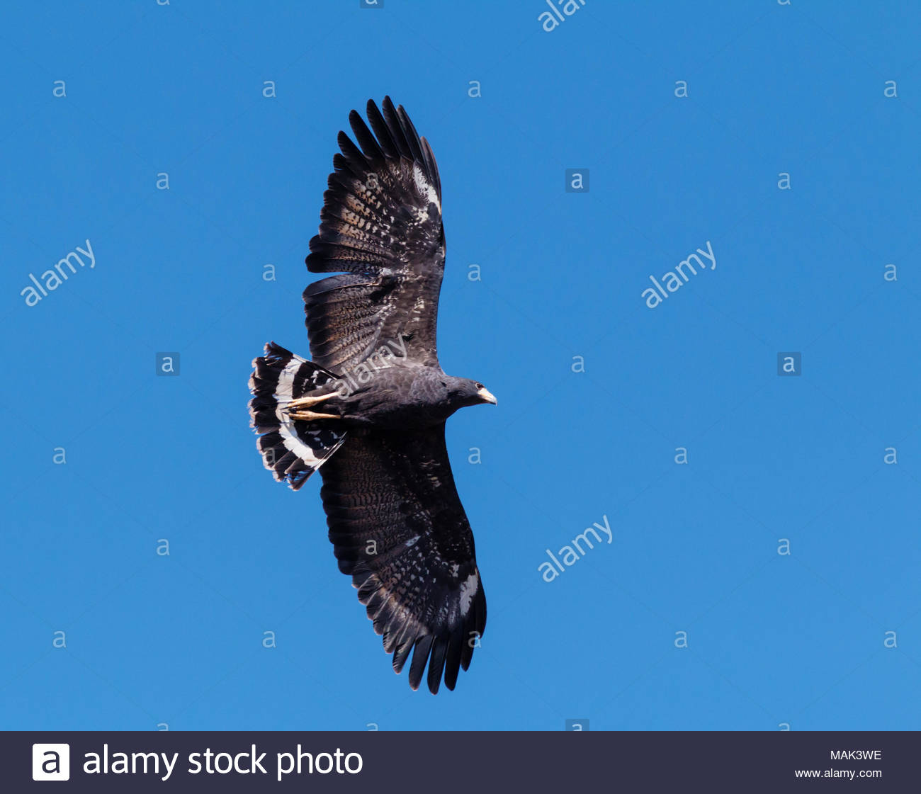 common-black-hawk-buteogallus-anthracinus-in-flight-in-arizona-usa-MAK3WE.jpg