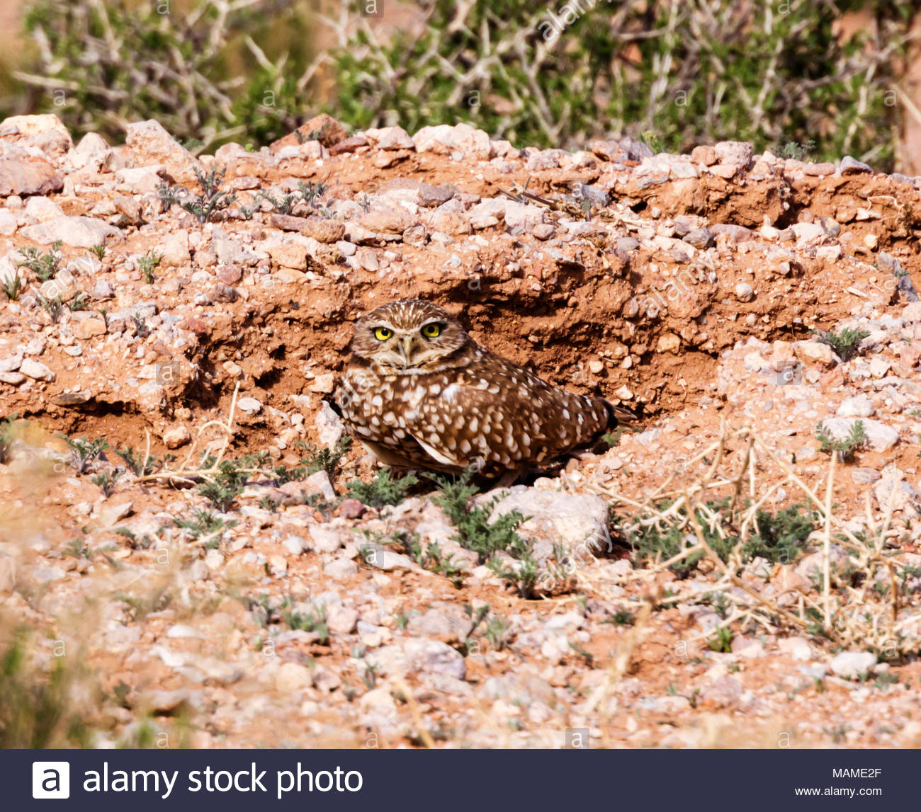 burrowing-owl-athene-cunicularia-standing-in-front-of-burrow-new-mexico-usa-MAME2F.jpg